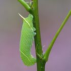 Raupe vom Pappelschwärmer ( Laothoe populi)