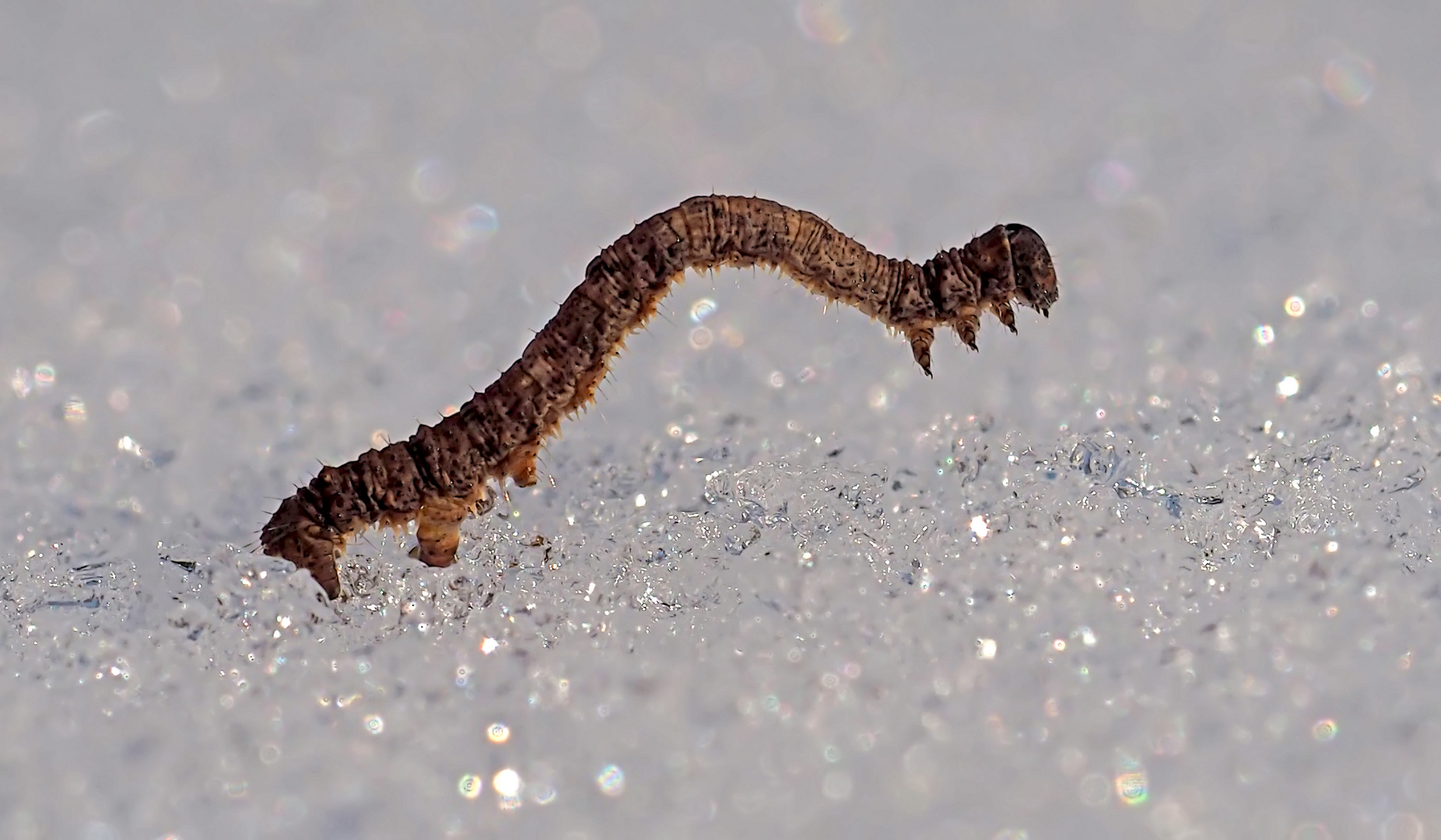 Raupe vom Perlglanzspanner (Campaea Margaritaria) im Schnee... - Cours de gymnastique...