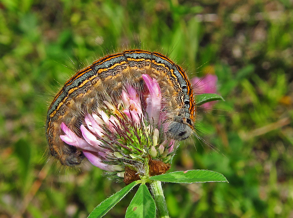 Raupe vom Ringelspinner