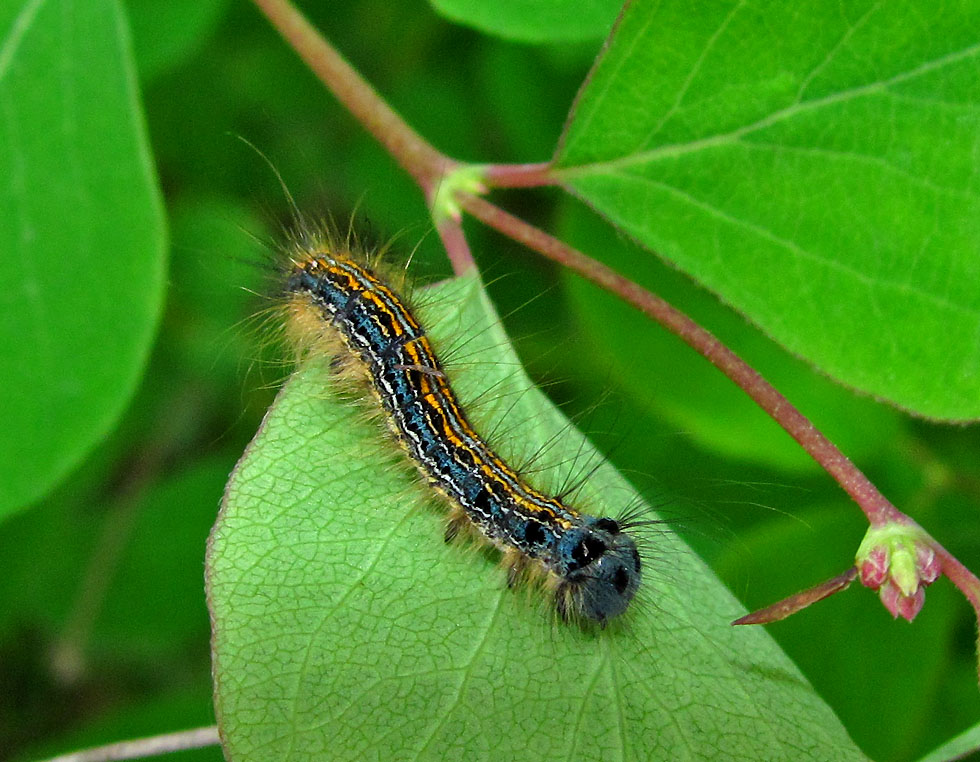 Raupe vom Ringelspinner Foto & Bild tiere, wildlife, insekten Bilder auf
