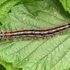 Raupe vom Ringelspinner (Malacosoma neustria)