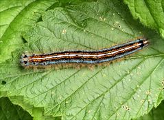 Raupe vom Ringelspinner (Malacosoma neustria)