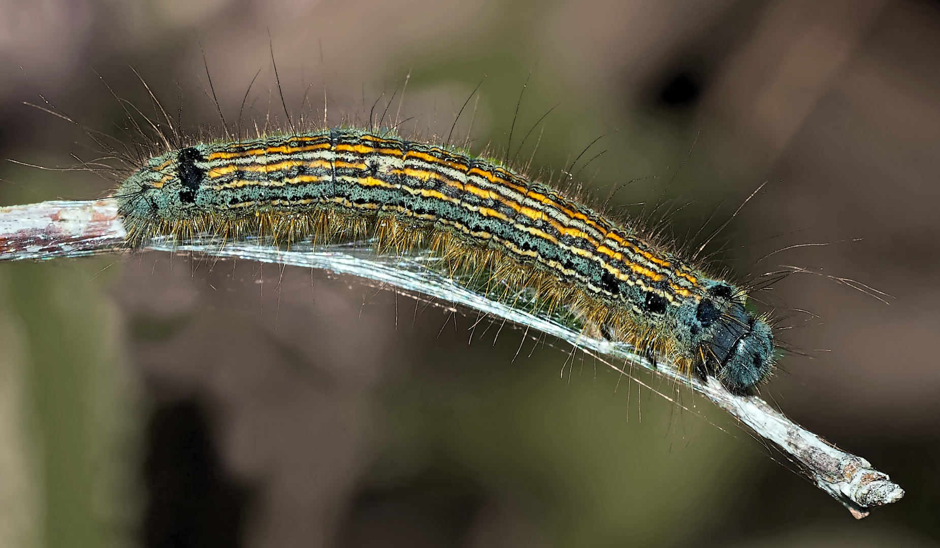 Raupe vom Ringelspinner (Malacosoma neustria) - Une petite beauté...