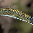 Raupe vom Ringelspinner (Malacosoma neustria) - Une petite beauté...