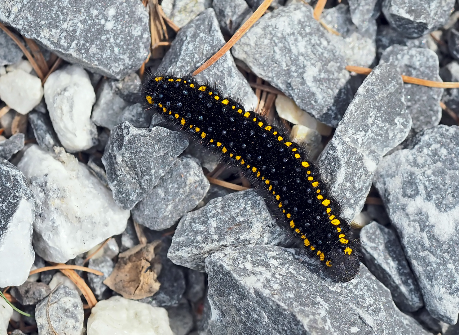 Raupe vom Roten Apollo (Parnassius apollo)! - La chenille du papillon Apollon!