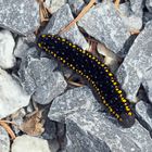 Raupe vom Roten Apollo (Parnassius apollo)! - La chenille du papillon Apollon!