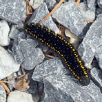 Raupe vom Roten Apollo (Parnassius apollo)! - La chenille du papillon Apollon!