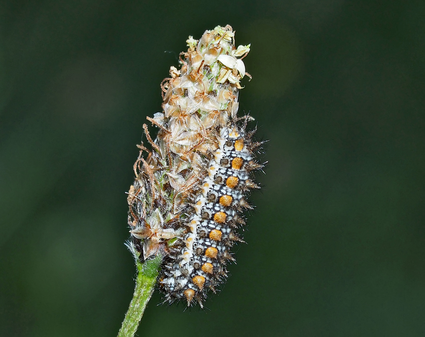 Raupe vom Roten Scheckenfalter (Melitaea didyma) - La chenille de la Mélitée orangée.