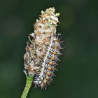 Raupe vom Roten Scheckenfalter (Melitaea didyma) - La chenille de la Mélitée orangée.