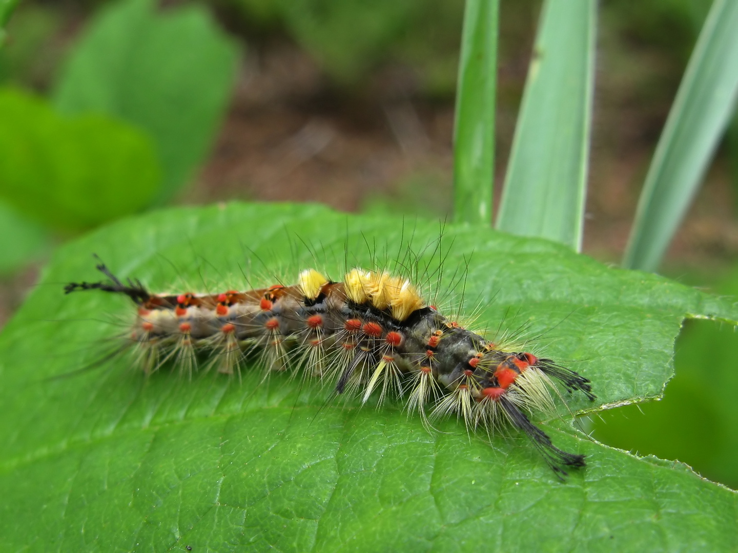 Raupe vom Schlehen-Bürstenspinner (Orgyia antiqua)