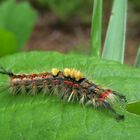 Raupe vom Schlehen-Bürstenspinner (Orgyia antiqua)