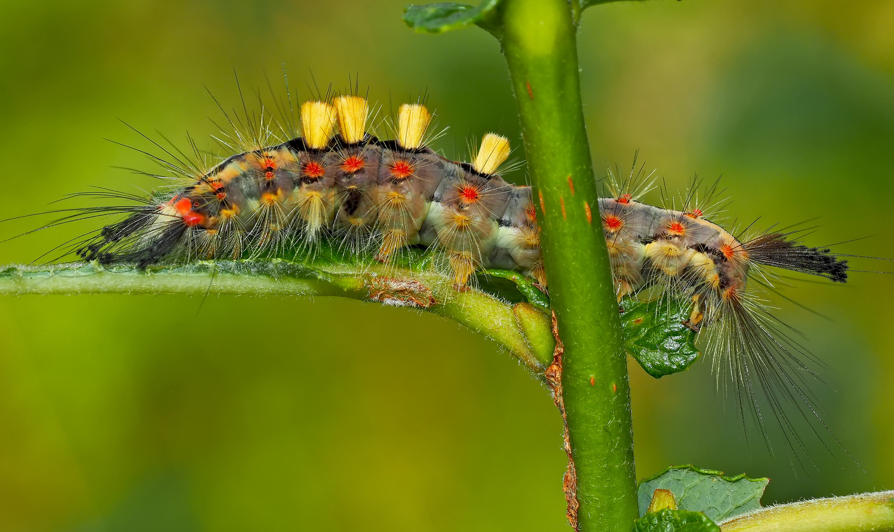 Raupe vom Schlehen-Bürstenspinner (Orgyia antiqua) - Chenille de l'Etoilée!