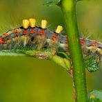 Raupe vom Schlehen-Bürstenspinner (Orgyia antiqua) - Chenille de l'Etoilée!