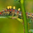 Raupe vom Schlehen-Bürstenspinner (Orgyia antiqua) - Chenille de l'Etoilée!