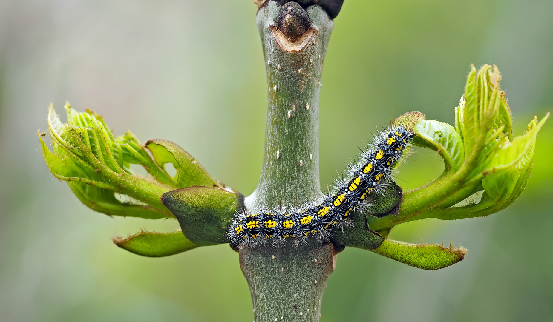 Raupe vom Schönbär (Callimorpha dominula) - La chenille de l'écaille rouge...