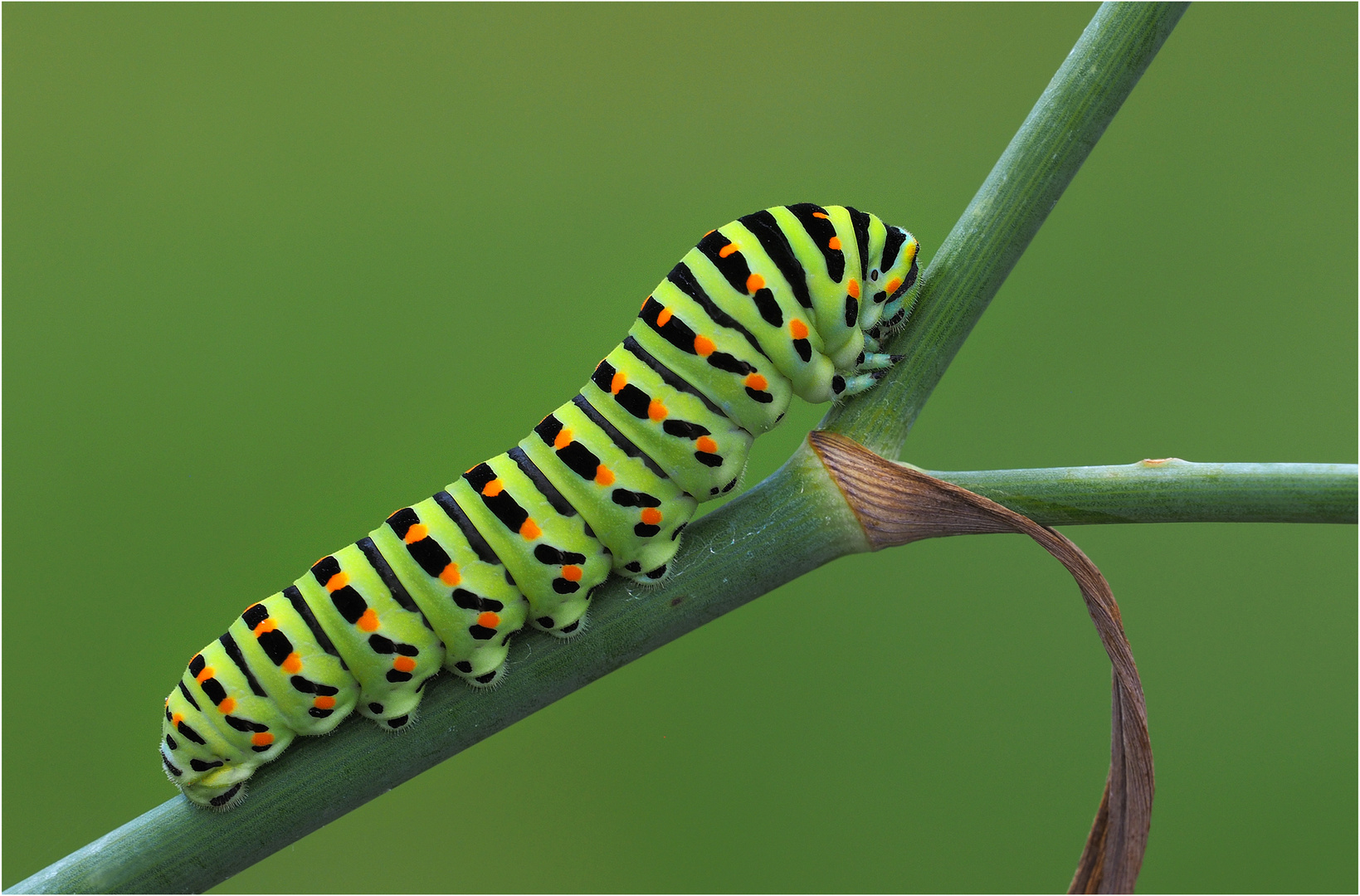 Raupe vom Schwalbenschwanz..... Foto & Bild sommer, natur