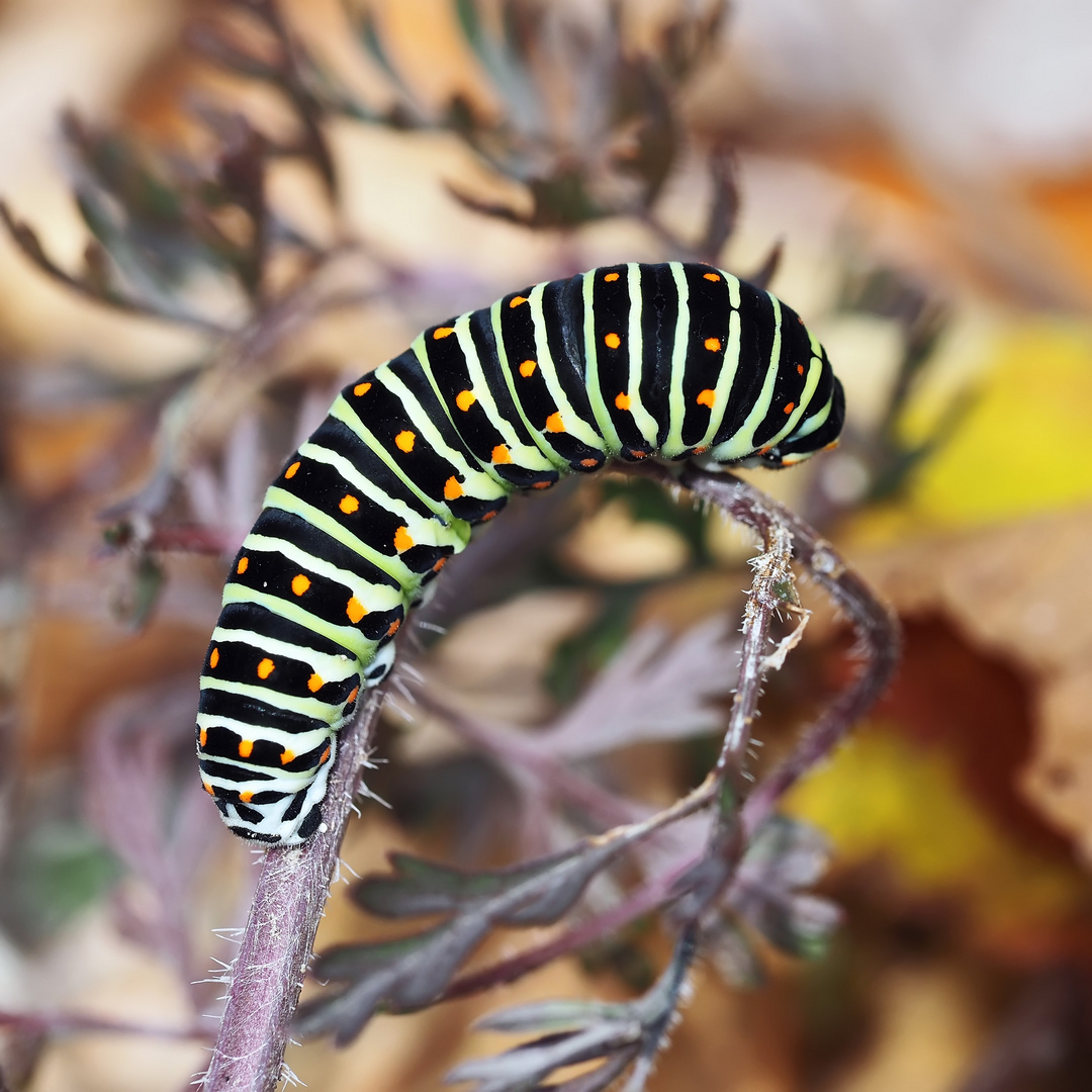 Raupe vom Schwalbenschwanz: Ein echtes Naturwunder!