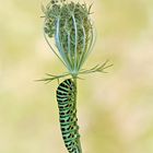 Raupe vom Schwalbenschwanz  -(  Papilio machaon)