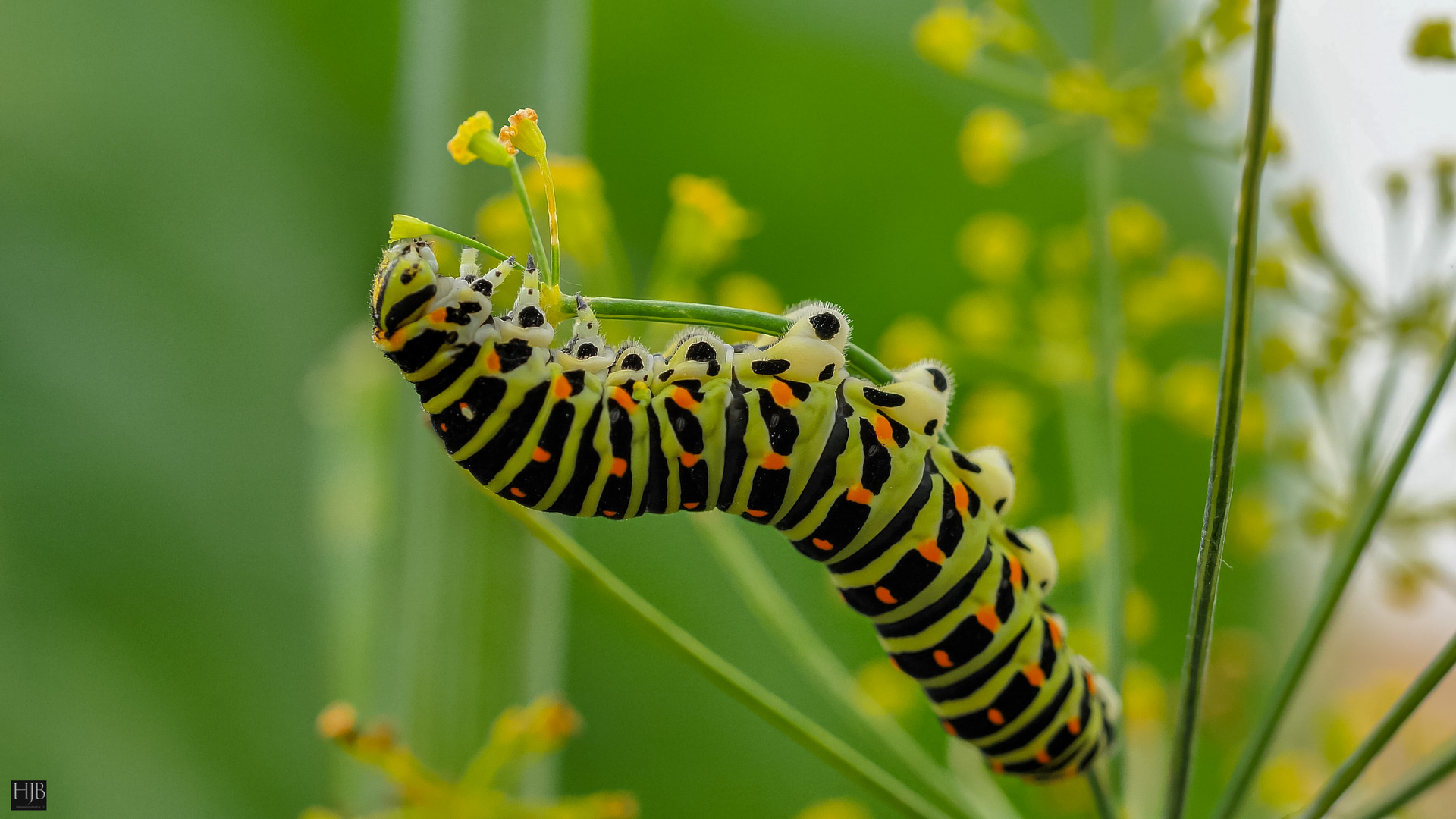 Raupe vom Schwalbenschwanz (Papilio machaon)