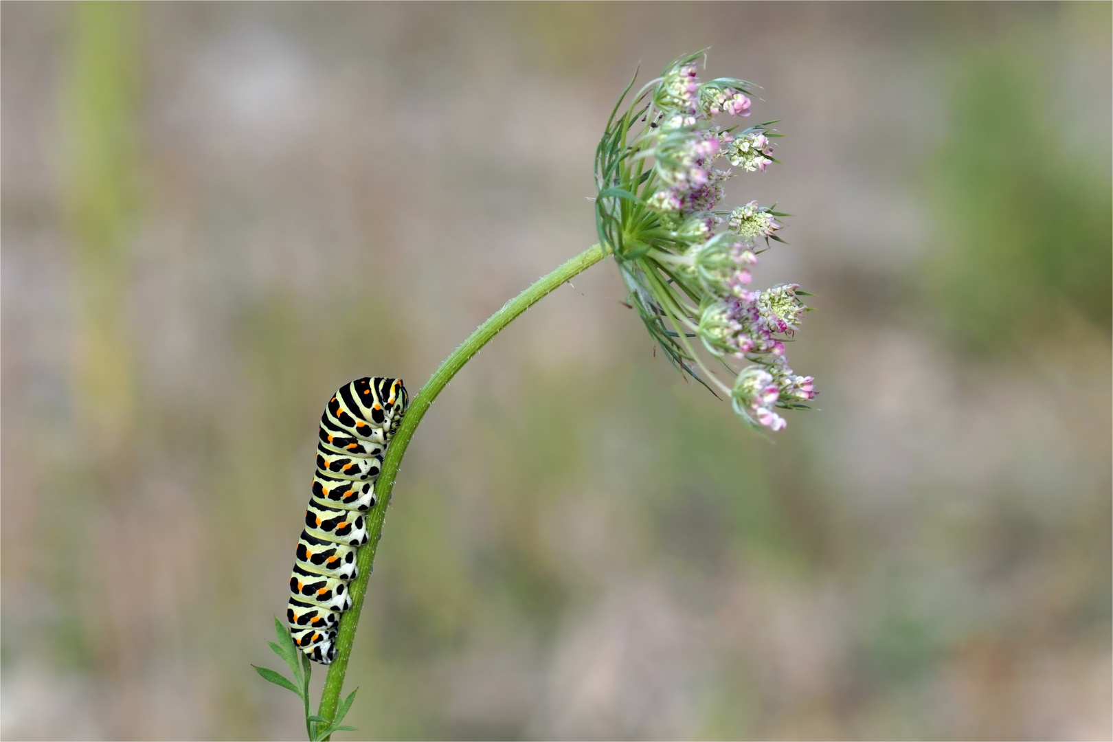 Raupe vom Schwalbenschwanz  -(  Papilio machaon) an der Wilden Möhre