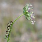 Raupe vom Schwalbenschwanz  -(  Papilio machaon) an der Wilden Möhre