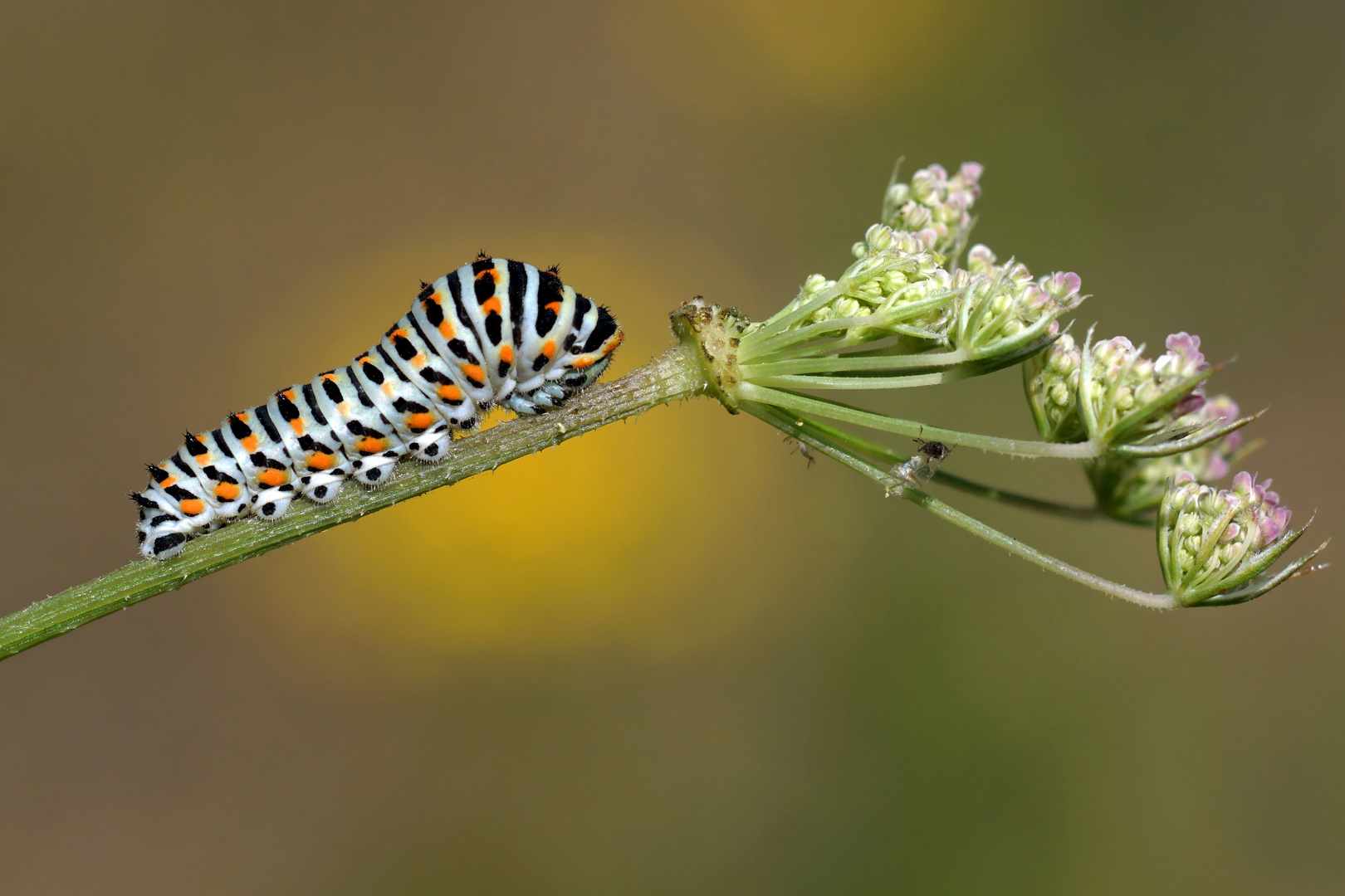 Raupe vom Schwalbenschwanz (Papilio machaon) an der Wilden Möhre