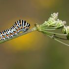 Raupe vom Schwalbenschwanz (Papilio machaon) an der Wilden Möhre