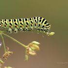 Raupe vom Schwalbenschwanz (Papilio machaon)