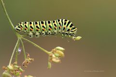 Raupe vom Schwalbenschwanz (Papilio machaon)