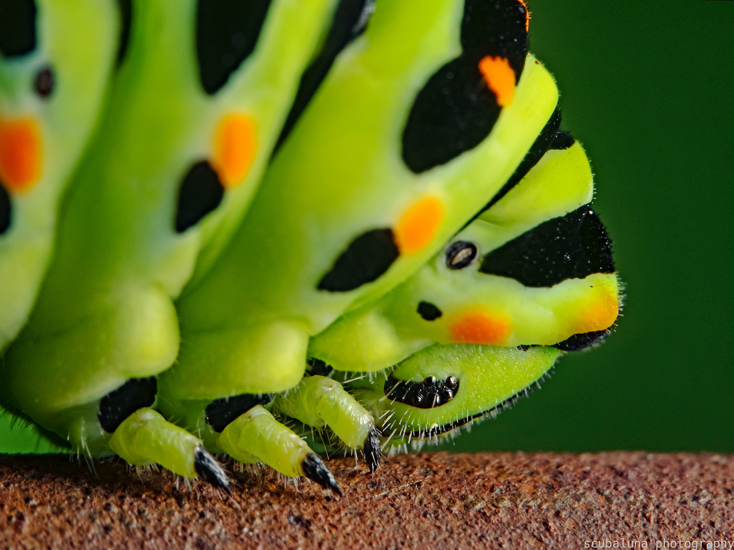 Raupe vom Schwalbeschwanz