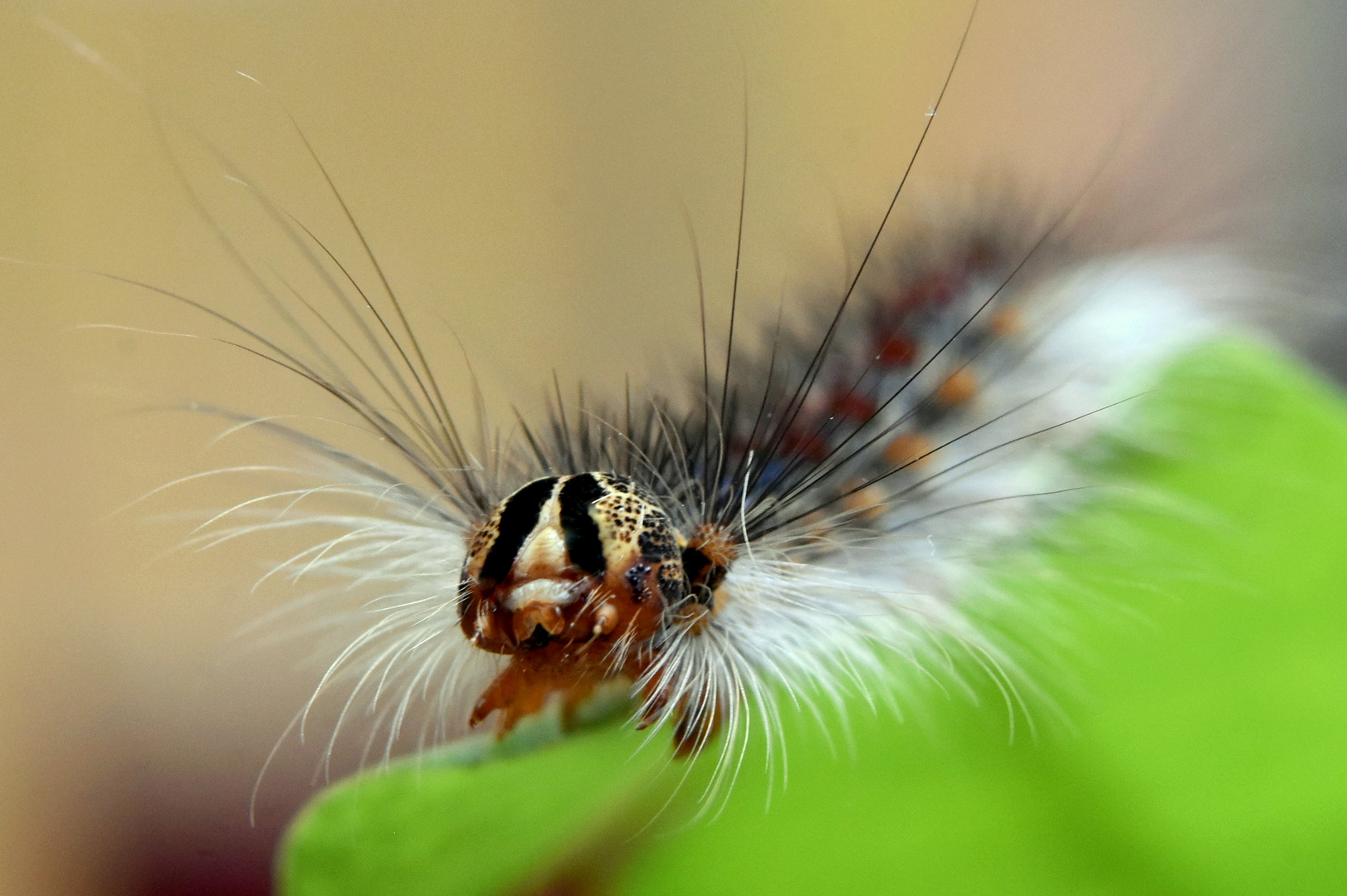 Raupe vom Schwammspinner Lymantria dispar