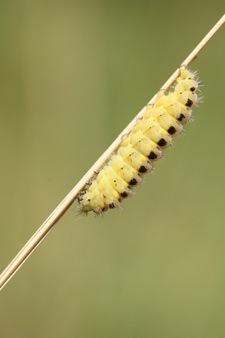 Raupe vom Sechsfleck-Widderchen