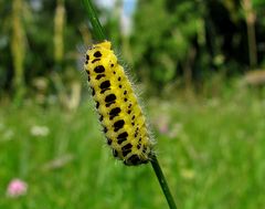 Raupe vom Sechsfleckwidderchen