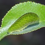 Raupe vom Segelfalter (Iphiclides podalirius) - La chenille du Flambé ou Voilier.