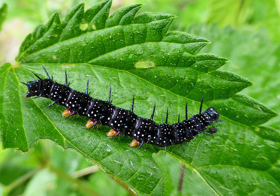 Raupe vom Tagpfauenauge