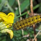 Raupe vom Thymian-Widderchen (Zygaena purpuralis) - Chenille de la Zygène pourpre.