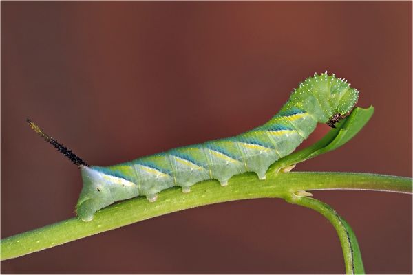 Raupe vom Totenkopfschwärmer / 2