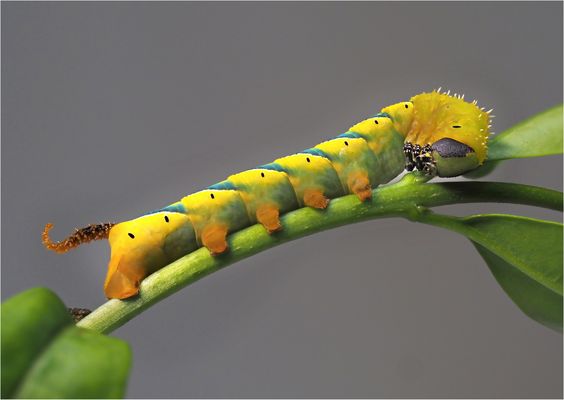 Raupe vom Totenkopfschwärmer / 3