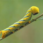 Raupe vom Totenkopfschwärmer /4