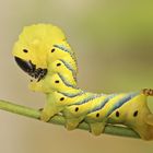 Raupe vom Totenkopfschwärmer (Acherontia atropos)