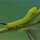 Raupe vom Totenkopfschwärmer