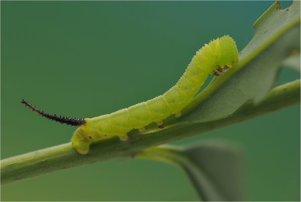 Raupe vom Totenkopfschwärmer