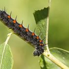 Raupe vom Trauermantel (Nymphalis antiopa)