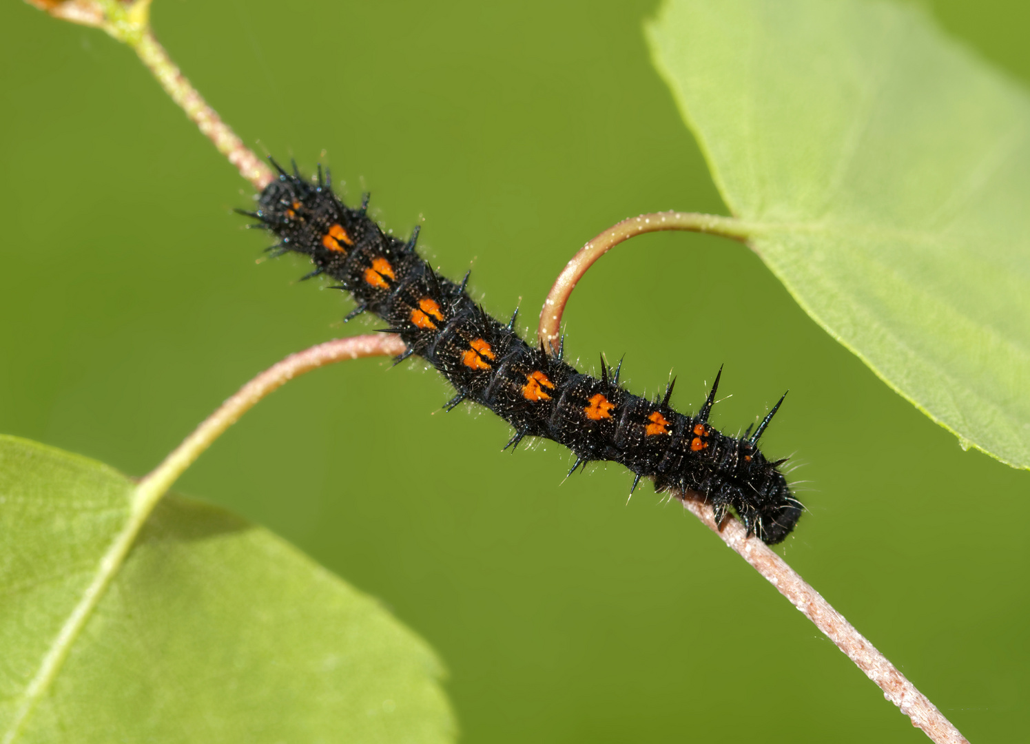 Raupe vom Trauermantel - (Nymphalis antiopa)