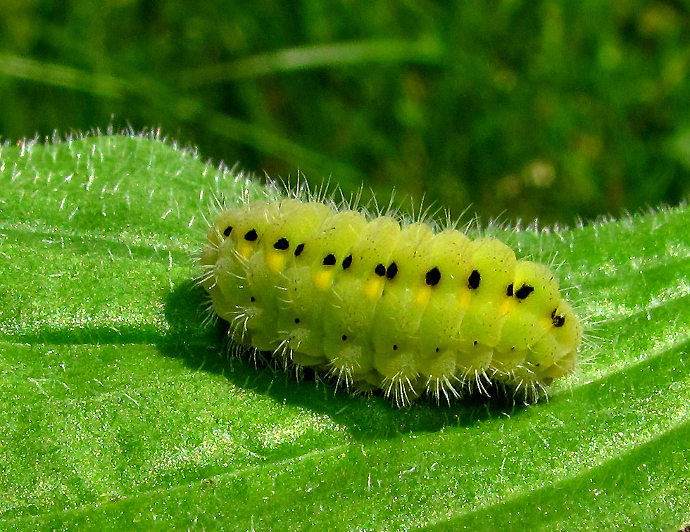 Raupe vom Tymianwidderchen