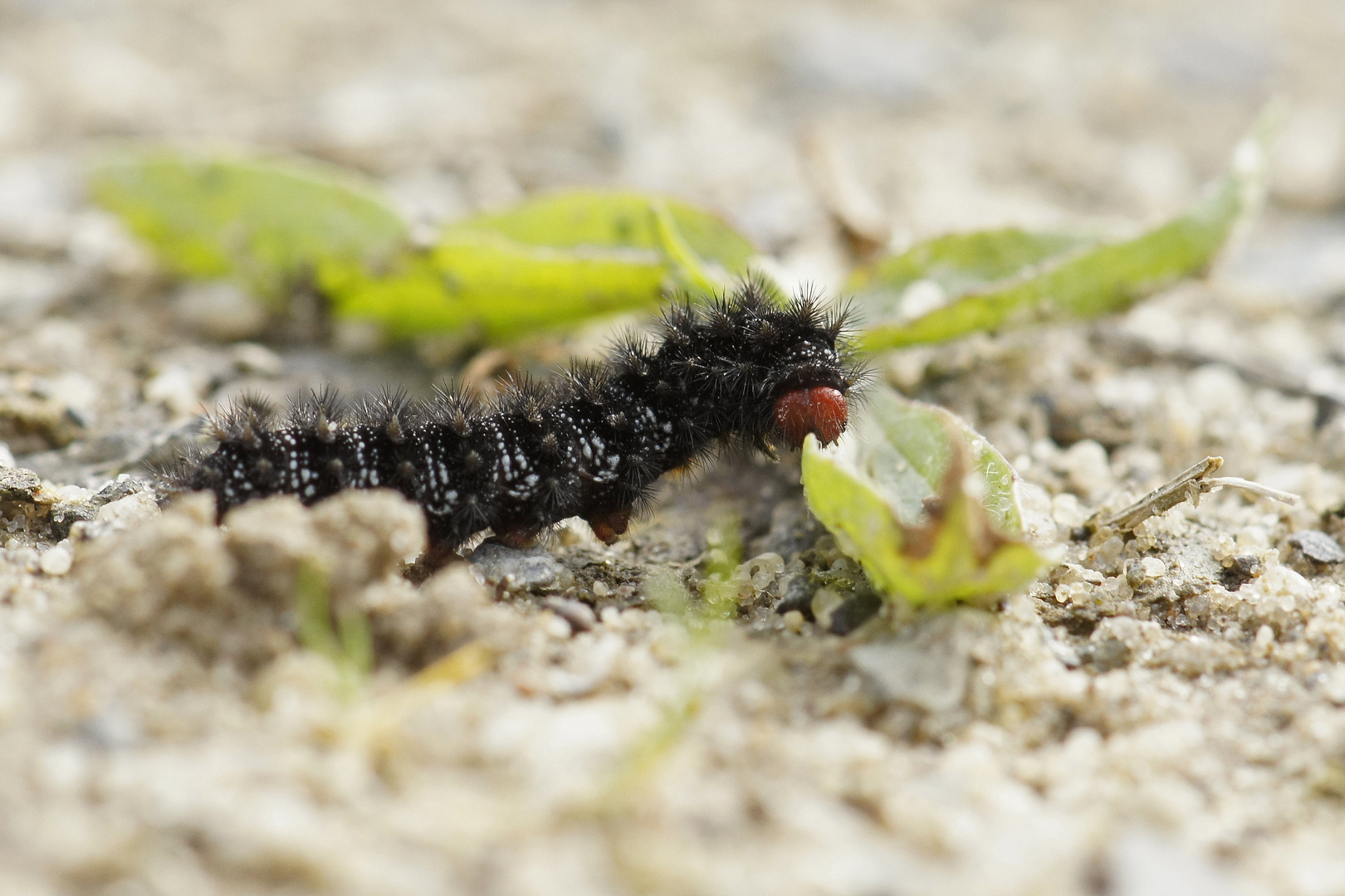 Raupe vom Wegerich-Scheckenfalter (Melitaea cinxia)