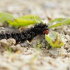 Raupe vom Wegerich-Scheckenfalter (Melitaea cinxia)