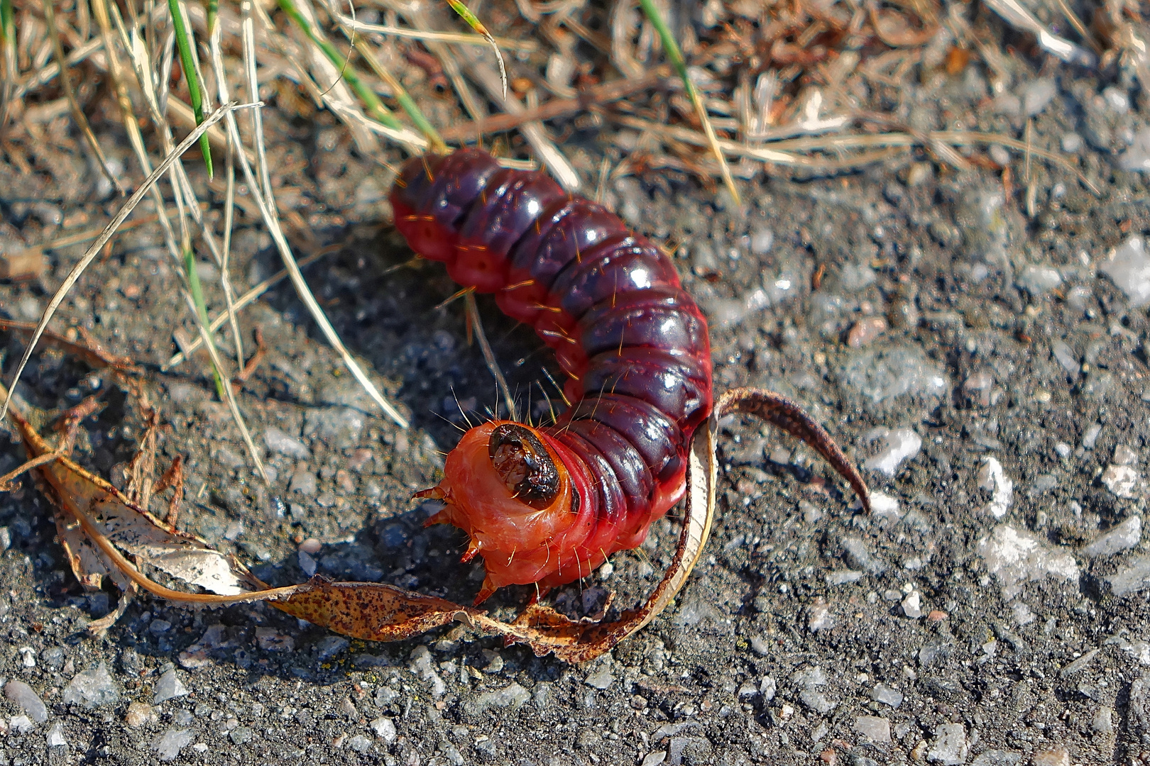 Raupe vom Weidenbohrer