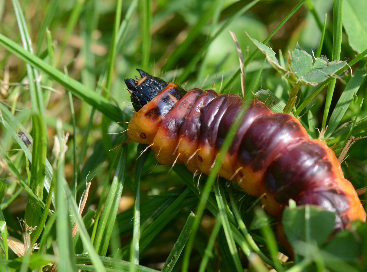Raupe vom Weidenbohrer Foto & Bild natur, schmetterling