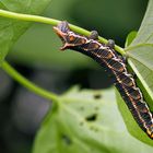 Raupe vom Windenschwärmer